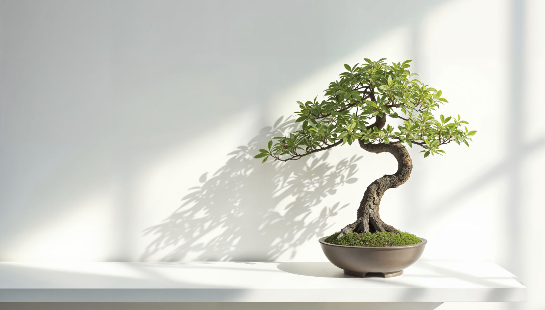 Bonsai che esprime il concetto di far crescere il tuo business con te e lo studio Namastè che realizza siti in WordPress, Shopify e custom